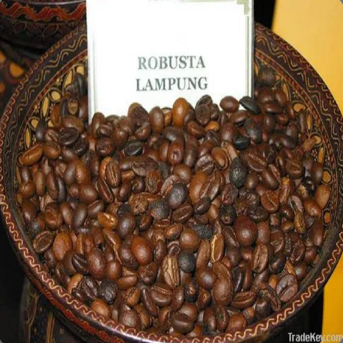 Robusta Coffee Bean :罗布斯塔 (Robusta) 